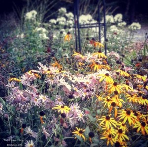 October front garden perennials