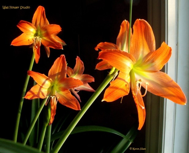 Amaryllis vittatum - Wall Flower Studio 2016