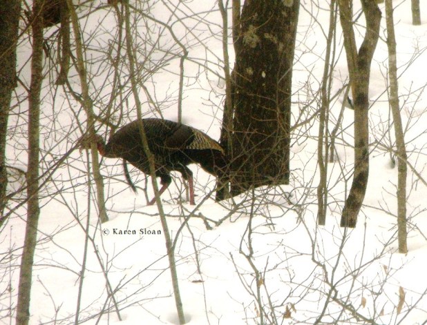 Turkey in our yard April 2014 - Karen Sloan - Wall Flower Studio
