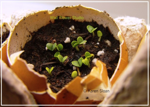 Basil herbs seeds sprouting in eggshell - seedlings at Wall Flower Studio - Copyright Karen Sloan