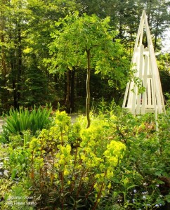 Planting peas and runner beans on the trellis