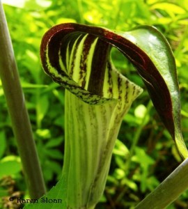 Arisaema triphyllum - Wall Flower Studio