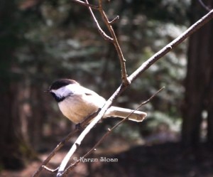 Chickadee at Wall Flower Studio - copyright Karen Sloan