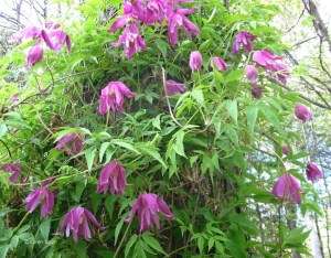 31624_433235186080_1445968_n