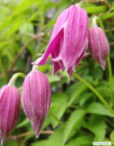 427939_10150925071786081_73637878_n