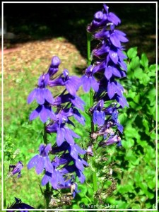 Blue cardinal flower