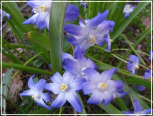 Scilla siberica