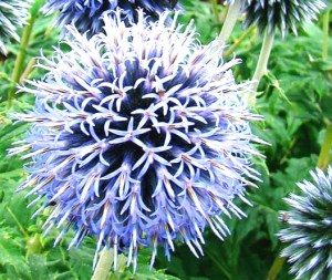 Echinops ritro wfs