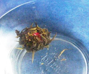 Flowering Tea placed in hot water - beginning to open - Wall Flower Studio