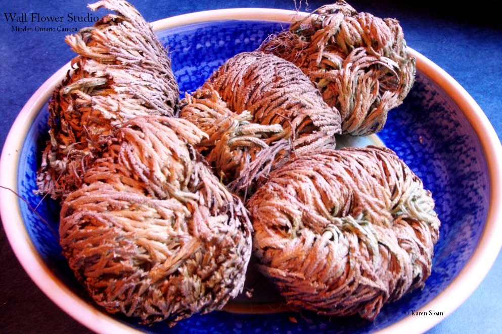 The unusual Rose of Jericho, aka Resurrection plant, (or even