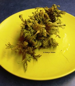 resurrection-plant-opening-wfs-2016-015