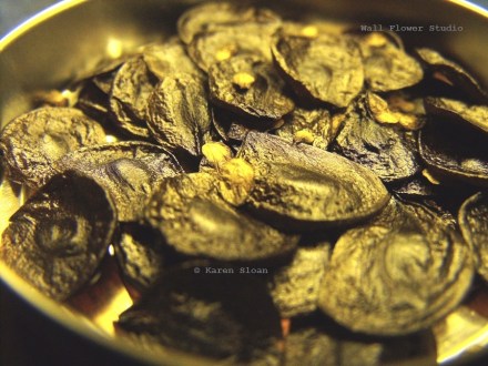 amaryllis-seeds-karen-sloan-wall-flower-studio