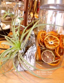 dried-orange-slices-at-wfs-and-air-plant-fb